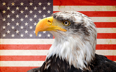 North American bald eagle on American flag