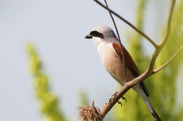 Red backed Shrike, Lanius collurio
