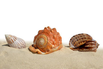 Seashells on the sand isolated on white background