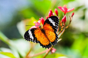 Thailand butterfly on colorful flower north of thailand.