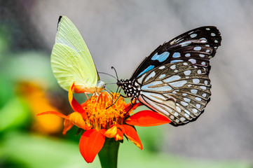 Fototapeta na wymiar Thailand butterfly on colorful flower north of thailand.