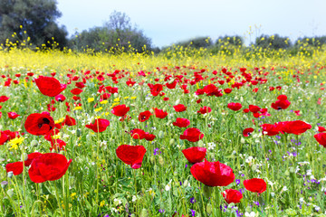 Field of red poppy flowers with yellow rapeseed plants in spring