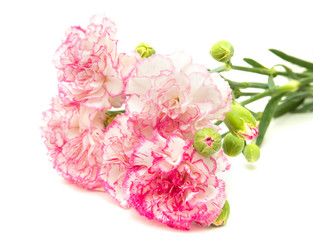 vareigated carnation flowers