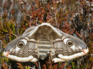 Female Emperor Moth
