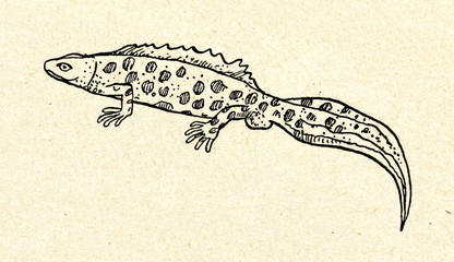 Obraz premium Northern crested newt (Triturus cristatus)