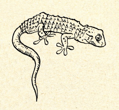 Common gecko (Tarentola mauritanica)