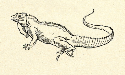 Green iguana (Iguana iguana)