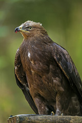 Aquila clanga - eagel