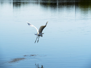 Flying - white heron