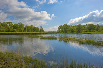 The shore of a sunny lake in spring