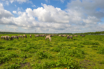 Fototapeta na wymiar Herd of horses in nature under a blue cloudy sky