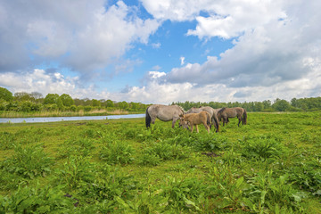 Herd of horses in nature under a blue cloudy sky