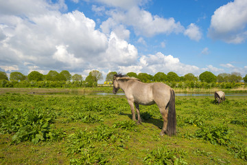 Herd of horses in nature under a blue cloudy sky