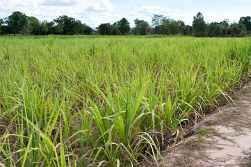 sugarcane plants grow in field blue sky background