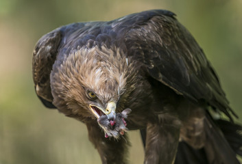 Aquila clanga - eagel