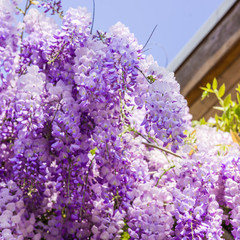  Whisteria blooms