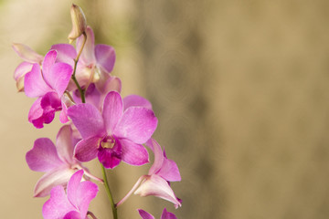 purple orchid