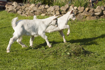 A white baby goat against grass