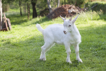 a standing goat kids