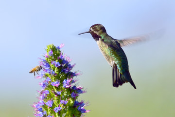 Fototapeta na wymiar Hummingbird and Honey bee
