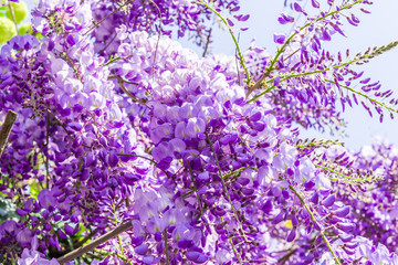  Whisteria blooms  