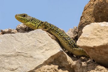 Lagarto ocelado