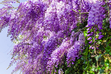  Whisteria blooms  