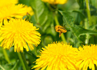 Pollen covered bee flying away from one dandelion to another