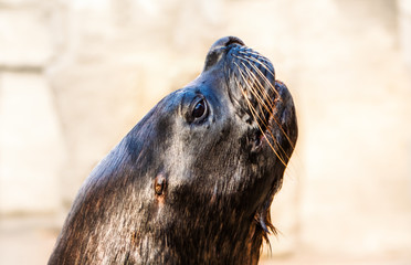 Portrait of the seal