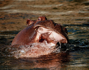Hippo in a splash