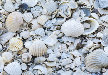 Crack and damage shells on beach.