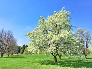 Fototapeta na wymiar White blooming tree in spring garden