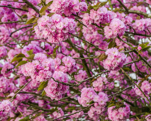 Naklejka premium cherry blossoms