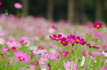 Obraz premium cosmos field