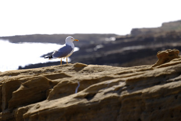 Mittelmeermöwe, Larus michahellis, Algarve, Portugal