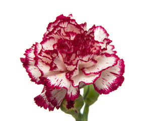 vareigated carnation flowers