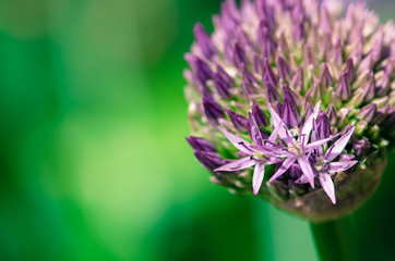 violet garlic flower