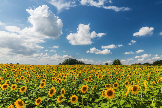 Sunflower field in a beautifull scenery .