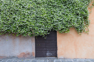 wooden old door covered by climbing jasmine full of white flower