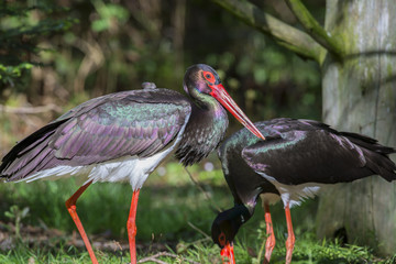 pair of black storks - Ciconia nigra