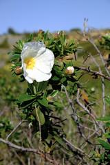 Zistrosen, Cistus