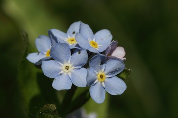 Wood forget-me-not (Myosotis sylvatica). Macro.