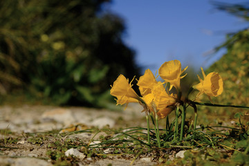 Reifrock-Narzissen, Narcissus bulbocodium,  Algarve, Portugal, E