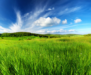 Green field and sky with clouds. Beautiful summer landscape