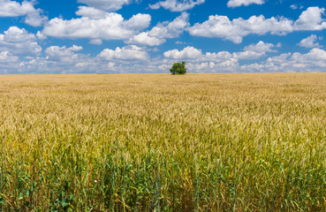 Summer landscape with wheat field and lonely tree 