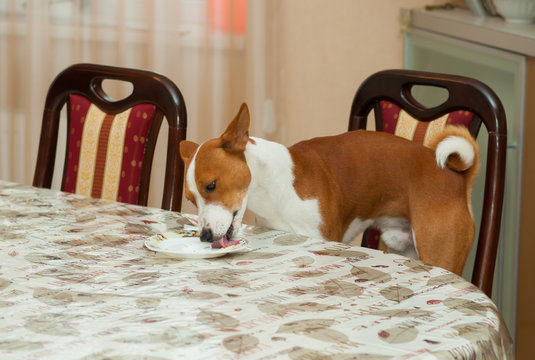 Smart basenji prepares dirty plate for dishwashing machine