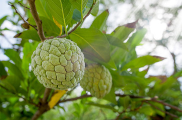 Fototapeta premium Custard Apple