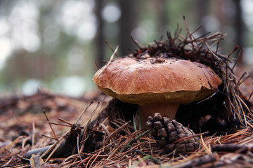Гриб в сосновом лесу