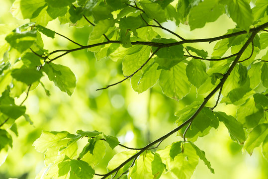 Fototapeta spring forest - fresh leaves and sun rays