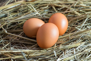 Eggs